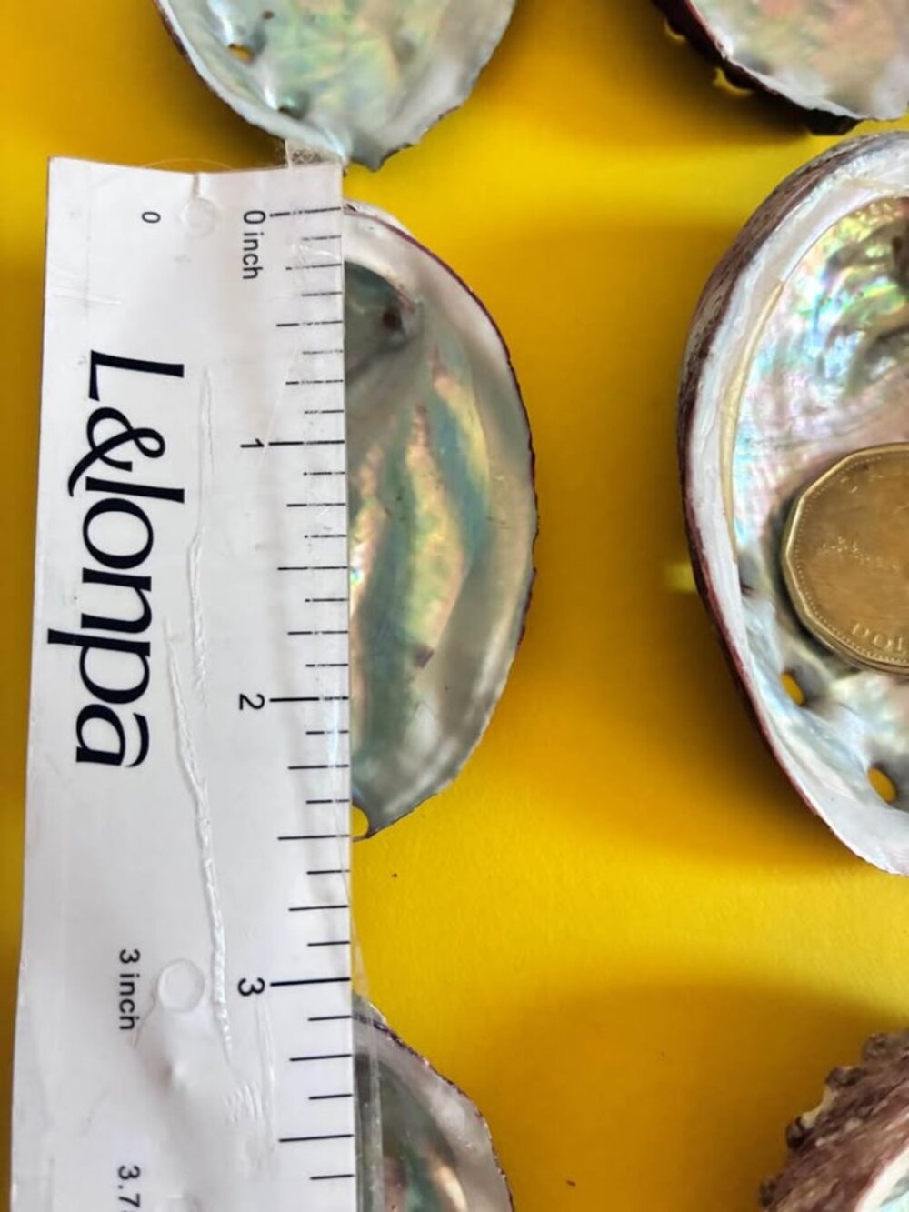 9Pcs 2.5-3Inch Colorful Natural Abalone Shell - Picture 6 of 6